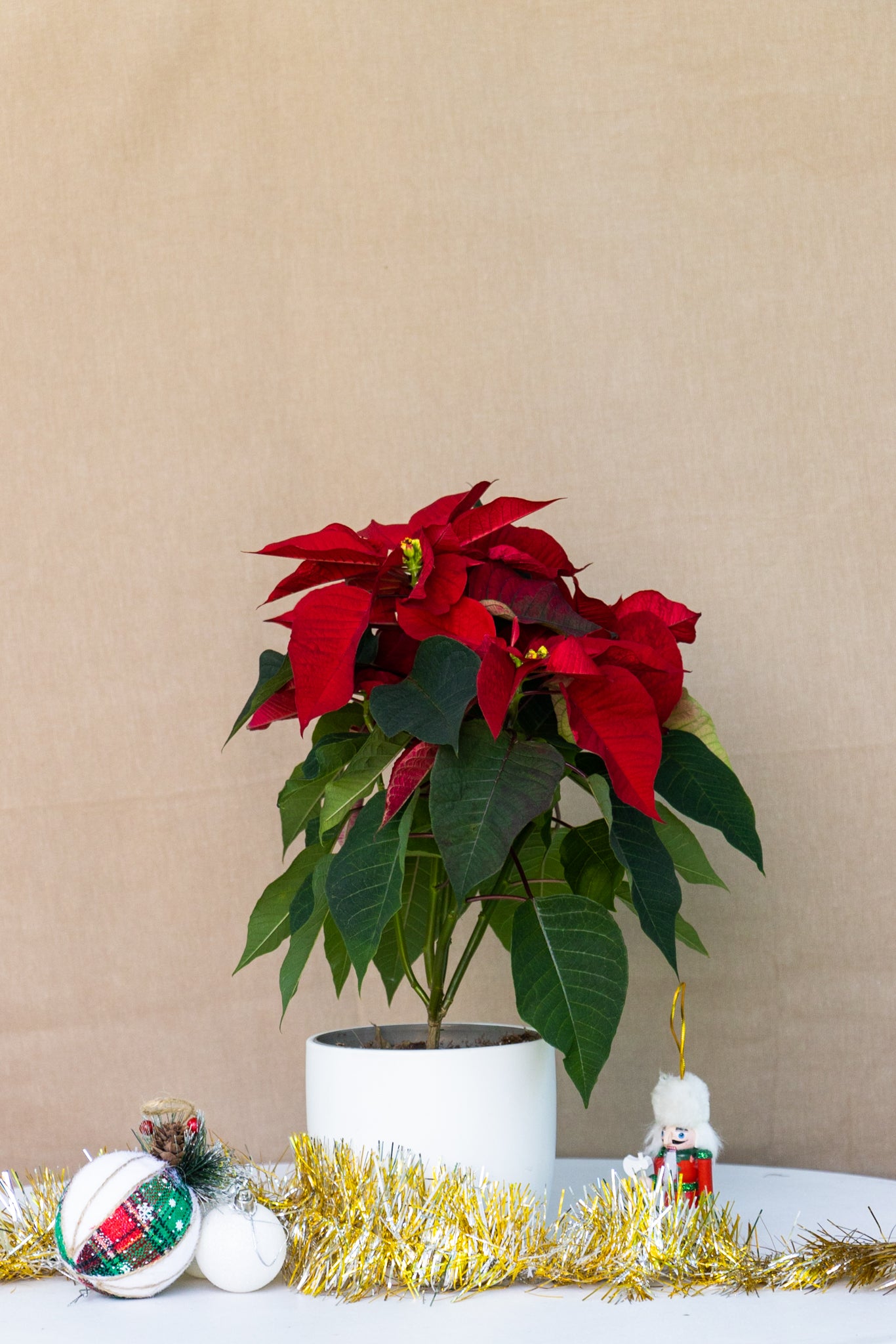 Poinsettia Christmas plant