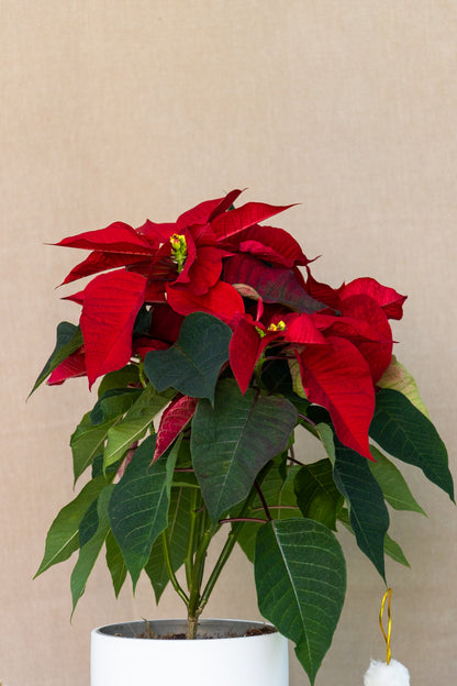 Poinsettia Christmas plant