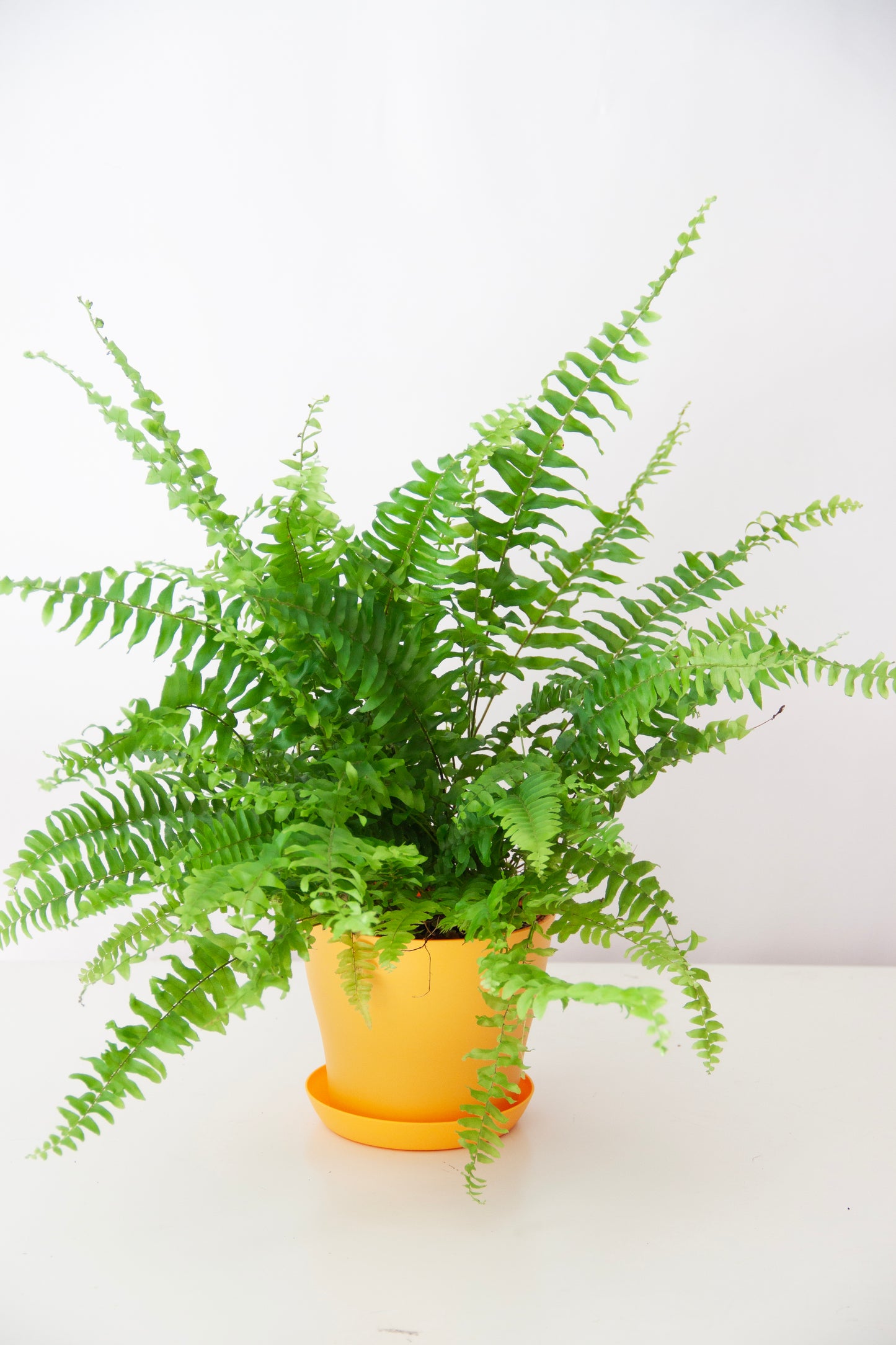 Boston Fern