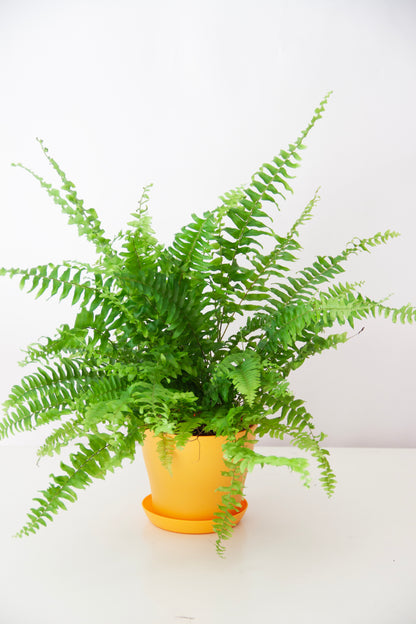 Boston Fern