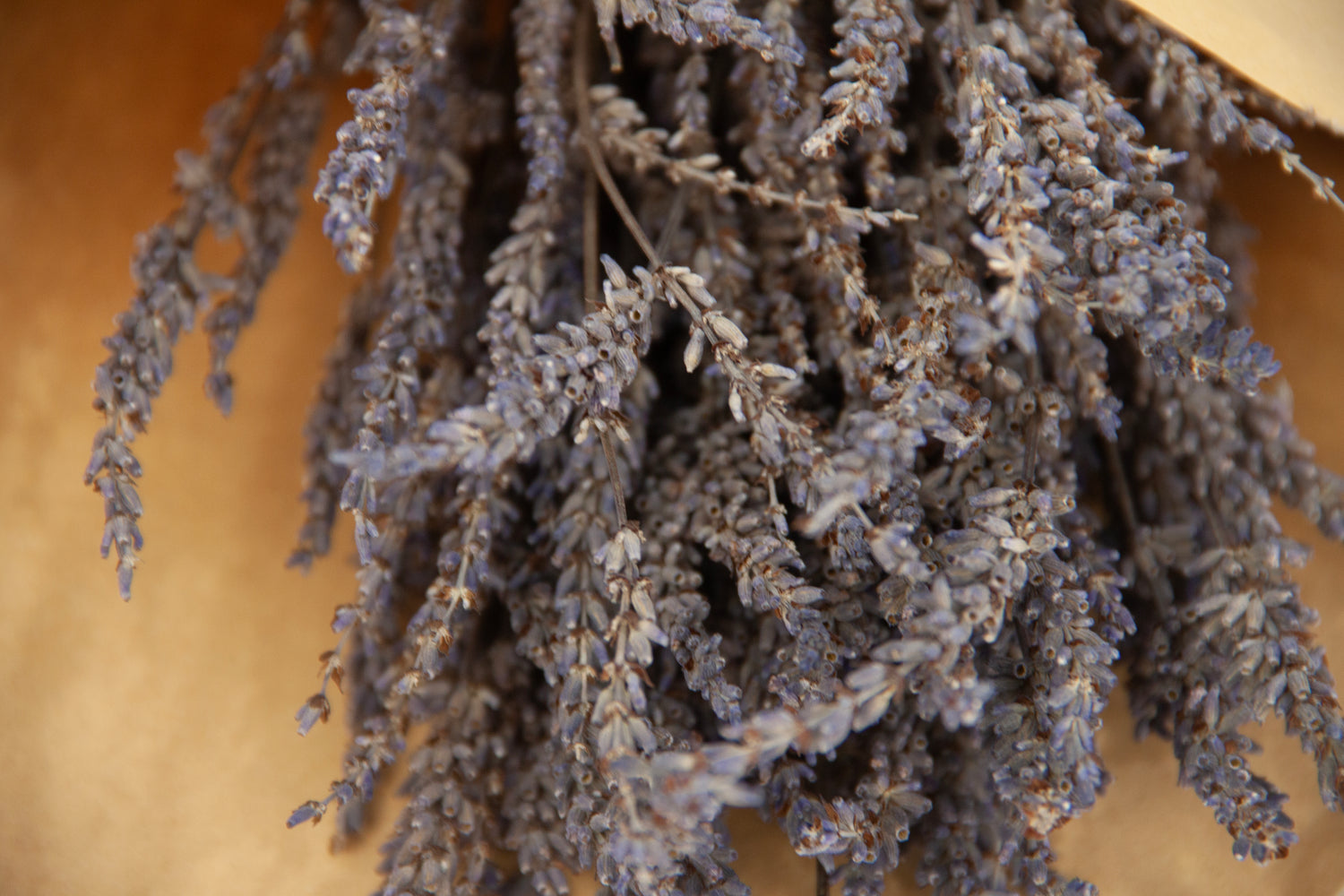 Dried Lavender